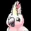 Cockatoo icon